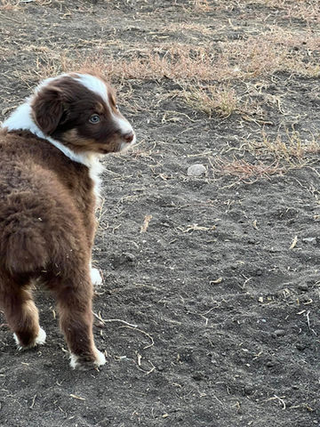 australian shepherd puppies for sale