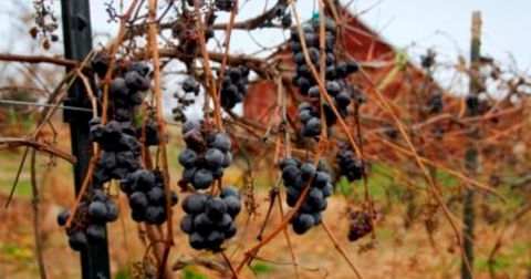 wild-prairie-winery-tours.jpeg