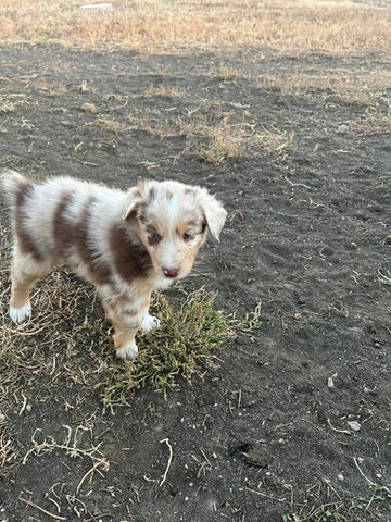 australian shepherd puppies for sale