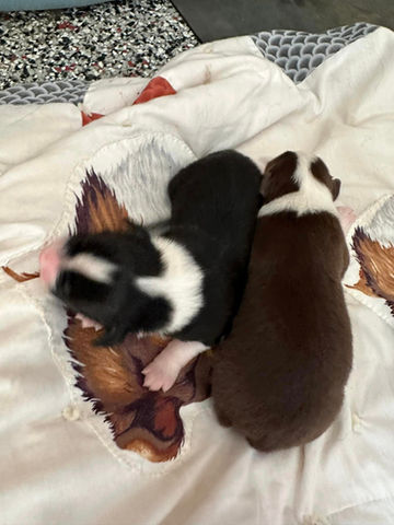 Australian Shepherd puppies for sale South Dakota