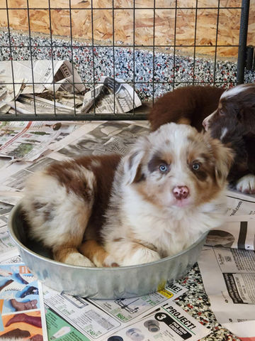 australian shepherd puppies for sale