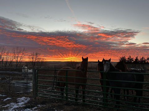 horses at sunset