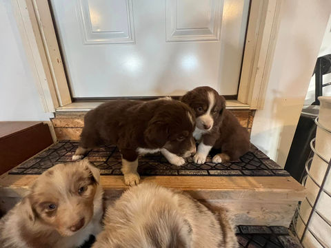 australian shepherd puppies for sale