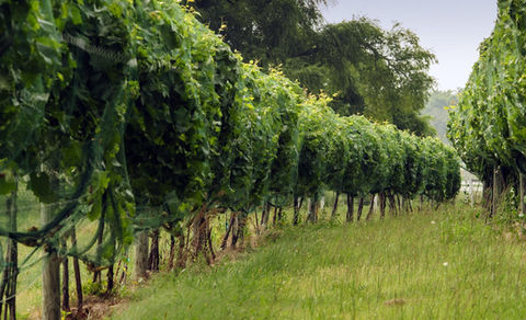 grape-vines-winery-tours.jpeg
