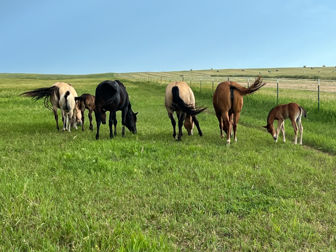 Earling Hills Ranch Quarter Horse and Australian Shepherd Breeder Presho, SD