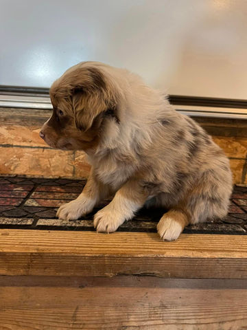 australian shepherd puppies for sale presho sd