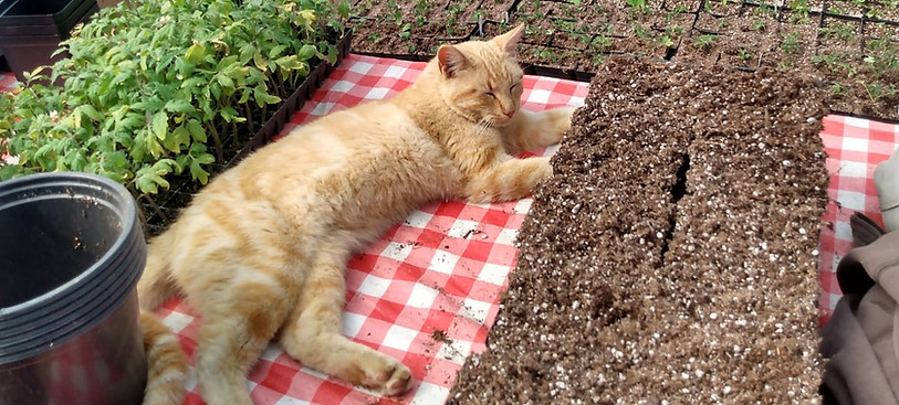 Warner's Produce with cat mascot.jpeg