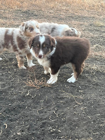 australian shepherd puppies for sale