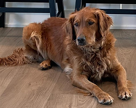 HRCHUH female retriever