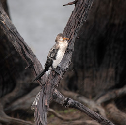 Reed Cormorant