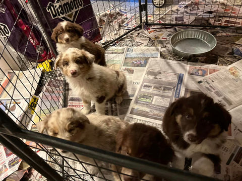 australian shepherd puppies for sale