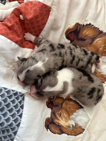 Australian Shepherd puppies for sale South Dakota