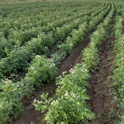 potato field warners produce montrose sd