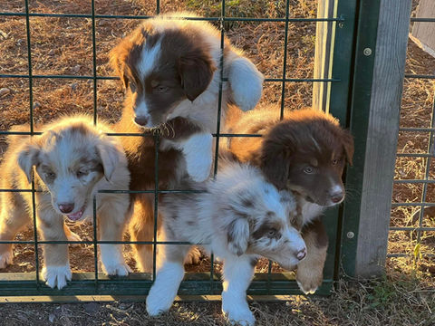 australian shepherd puppies for sale