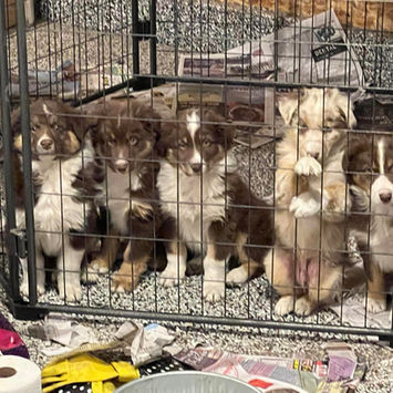 australian shepherd puppies for sale