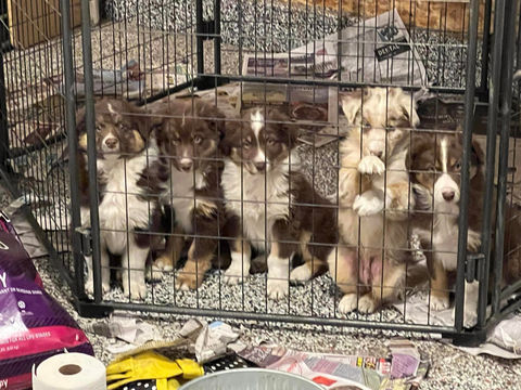 australian shepherd puppies for sale