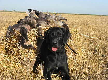 female black lab gun dog for field trials and breeding