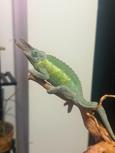 Rainbow Jackson's Chameleon | Aztecmorphs
