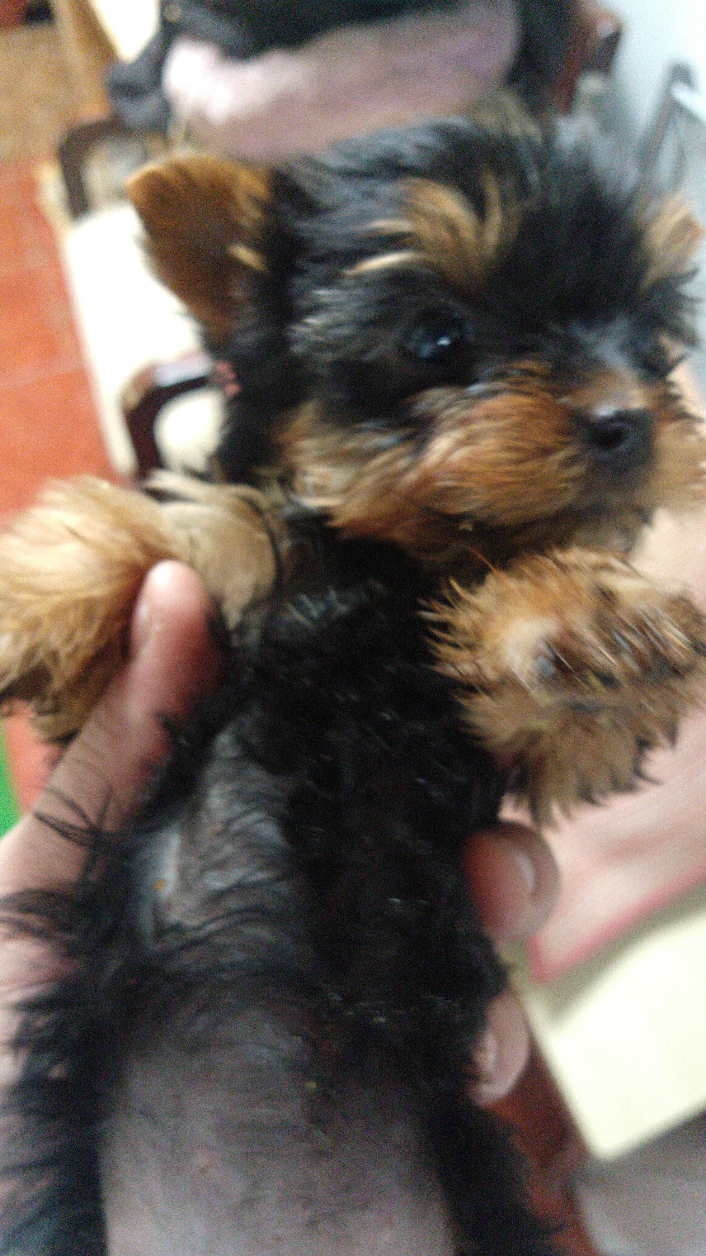 YORKSHIRE TERRIER