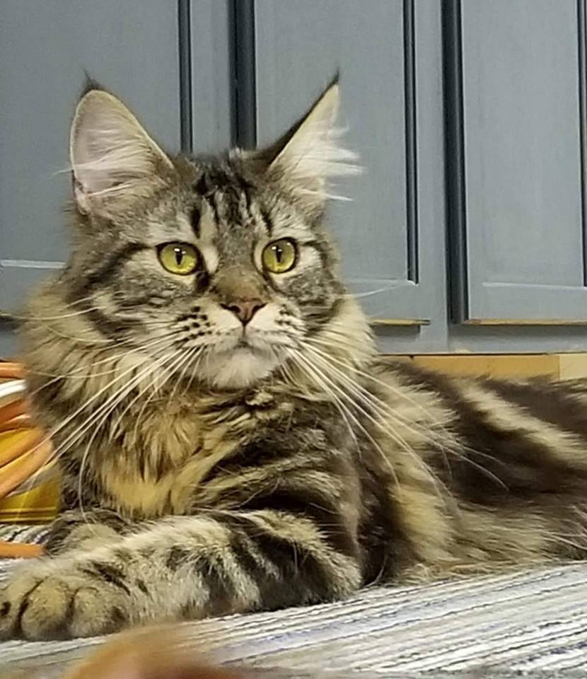 Gallery Home Current River Maine Coons Cattery