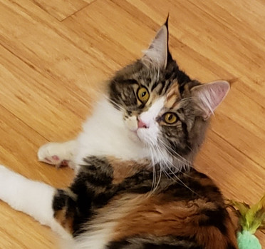 Gallery | Home | Current River Maine Coons Cattery