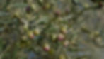Fruit-hanging-on-an-olive-tree-branch_edited.jpg