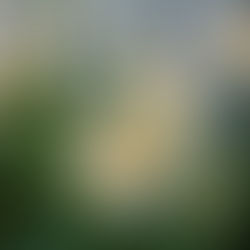 Bloom Through It All