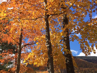 Food Preparation and the Easiest Caramelized Squash Soup Recipe
