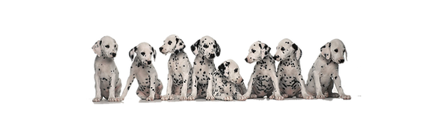 Dalmatien Village Canin des Cévennes
