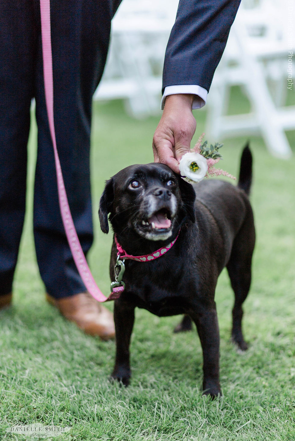 dog with flower on her collar at wedding