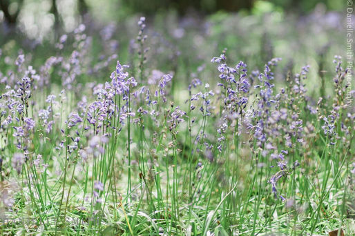 Spring Family Photography Sessions in Essex
