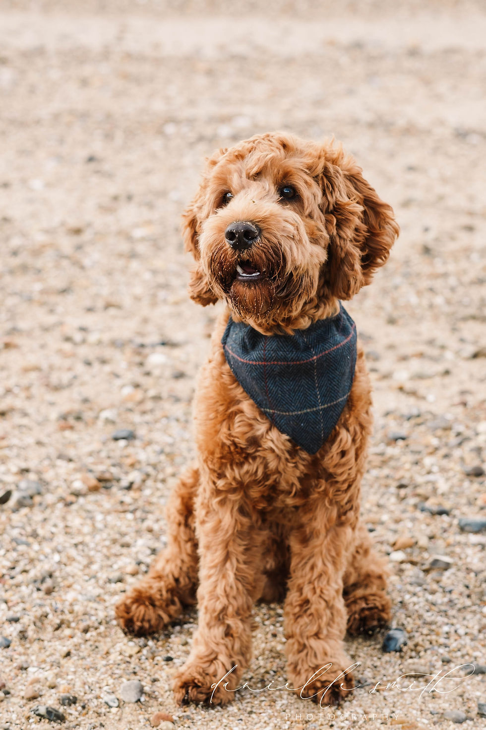 portrait photo of dog on beach