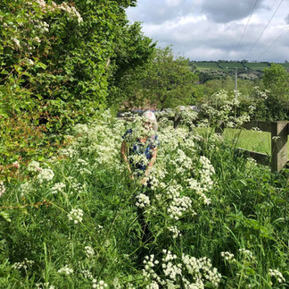 Overgrown footpath, Ampleforth