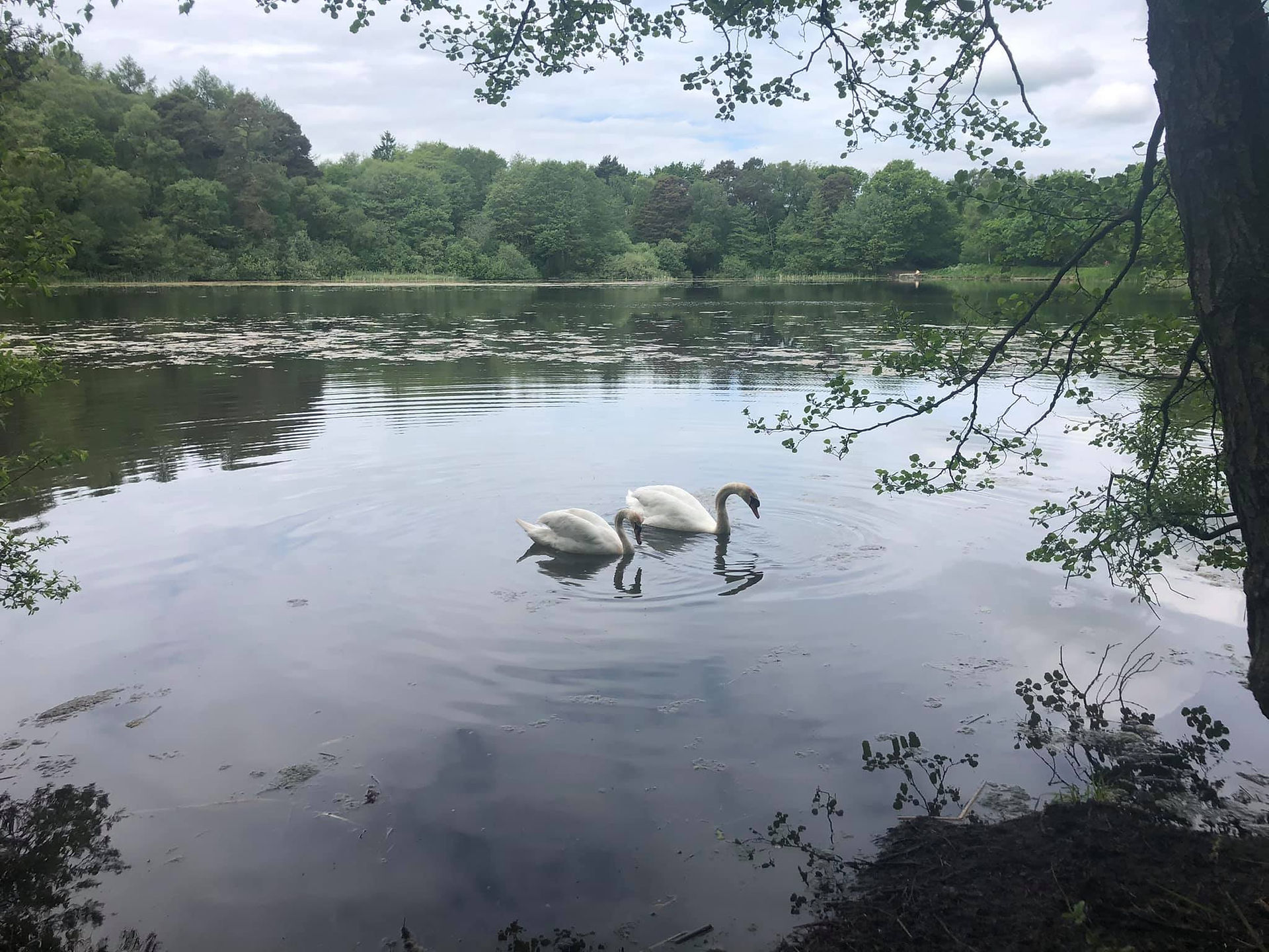Swans, Ampleforth Ponds