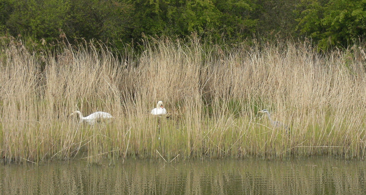 Swans & a Heron in the Reeds
