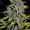 Miniaturbild: Chocolopez (100 Seed)