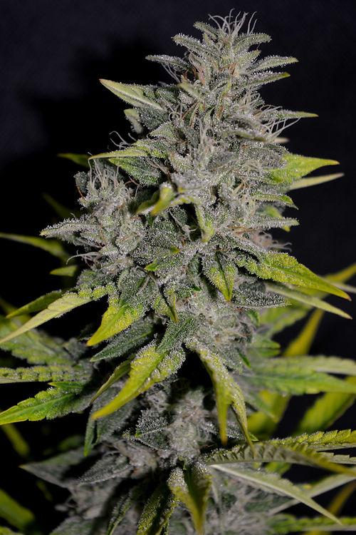Chocolopez (100 Seed)
