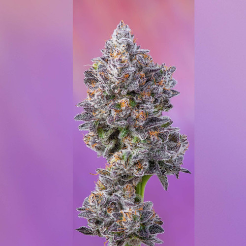 Glazed Apricot Gelato x Medellin W.G.F.T Online