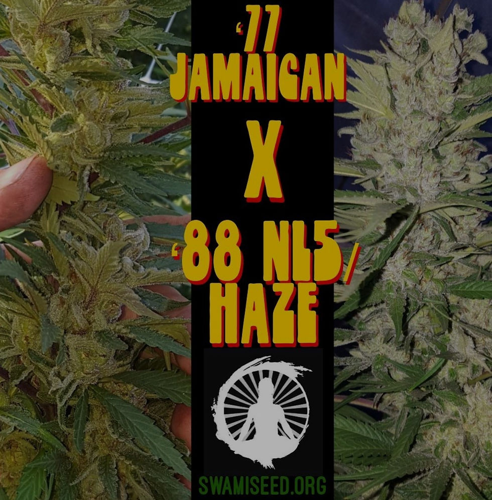 77 Jamaican x 88 NL5/Haze W.G.F.T Online
