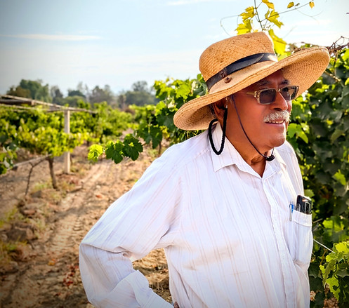 Don Jesus in the Vineyard