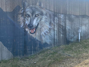 The Red Wolf Sanctuary, More Than Just An Organization