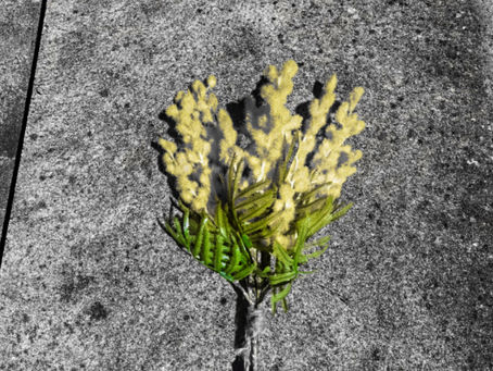 Union Remembers The Three Pioneers and Honours a Century Old Tradition