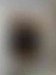 Sobha Dream Acres interior