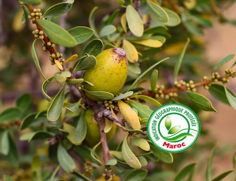 Fruit arganier IGP webp.webp