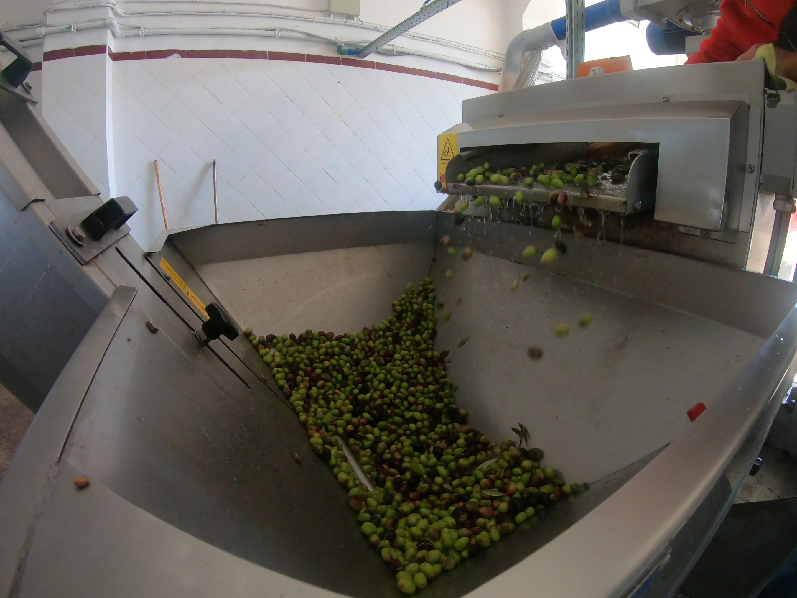 pressage olive.webp