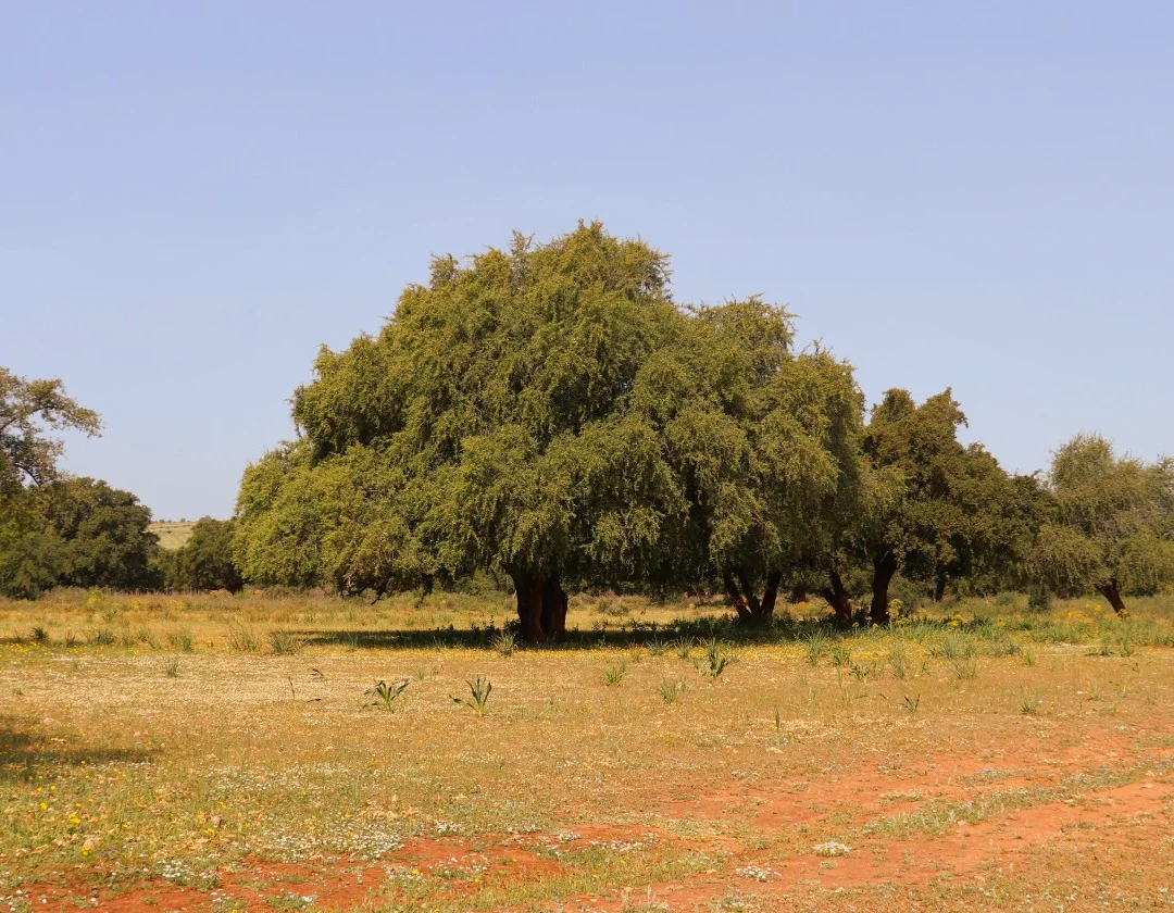Foret arganier 2 webp.webp