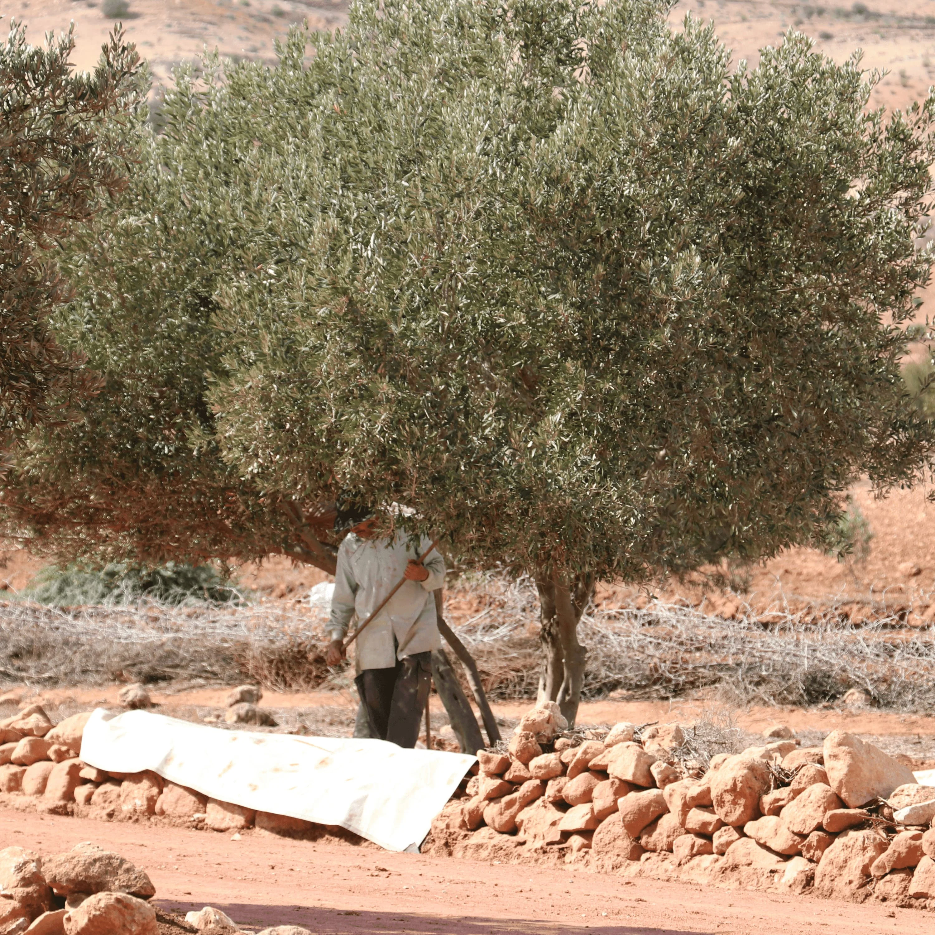 Récolte olive webp.webp