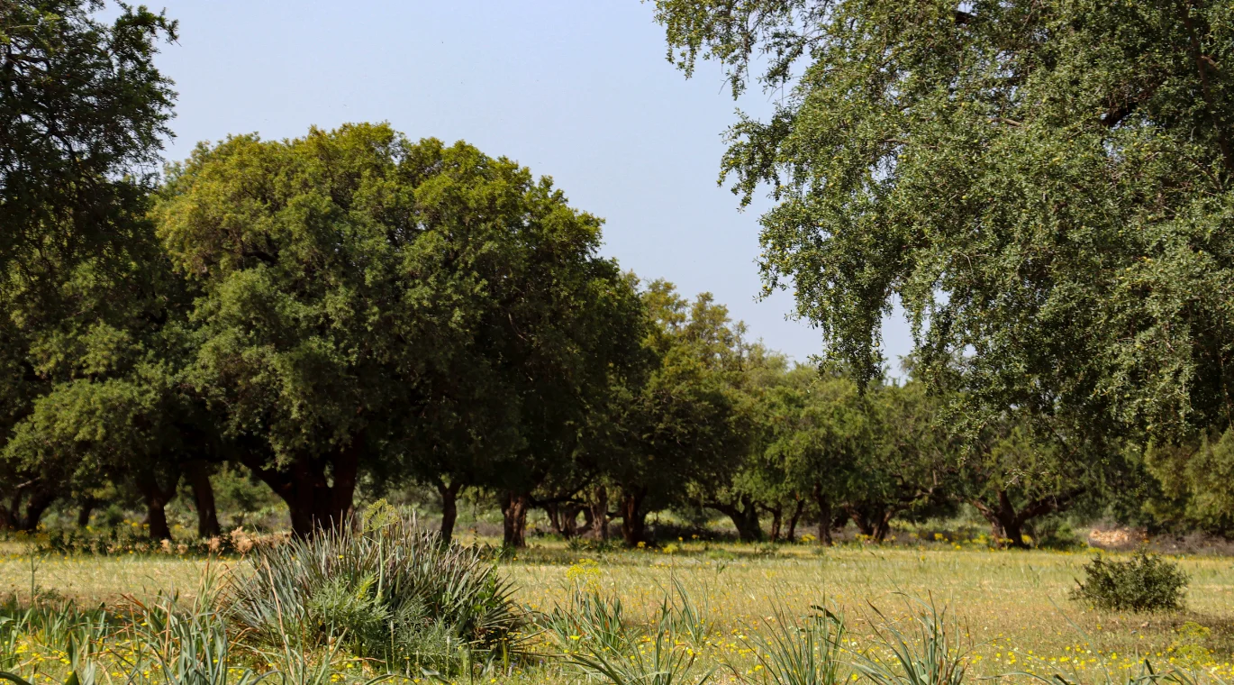 Foret arganier webp.webp