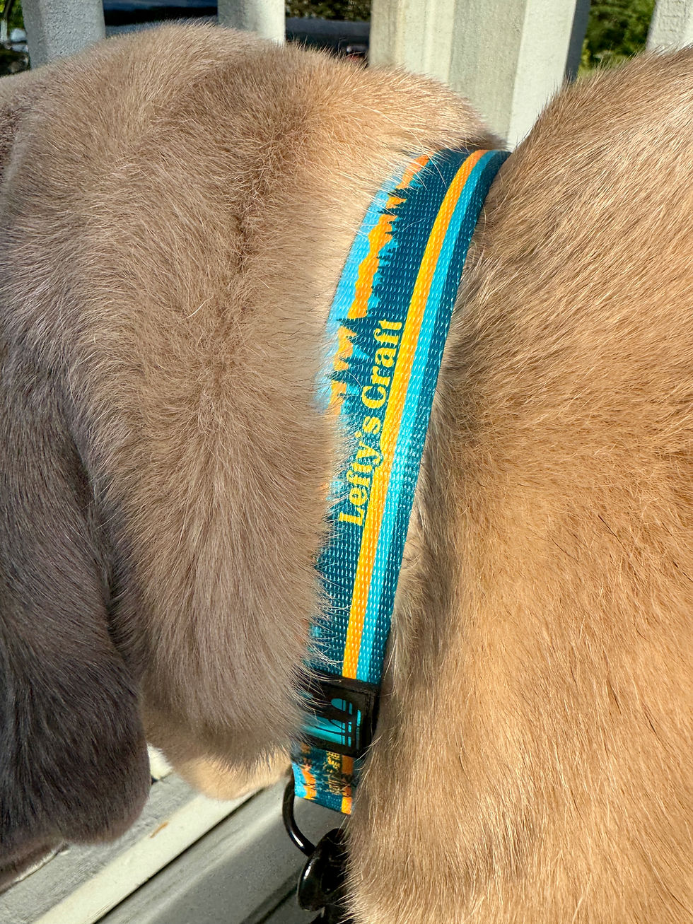 Thumbnail: Dog Collar - Trailblazer