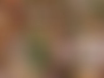 penne ai quattro formaggi al forno